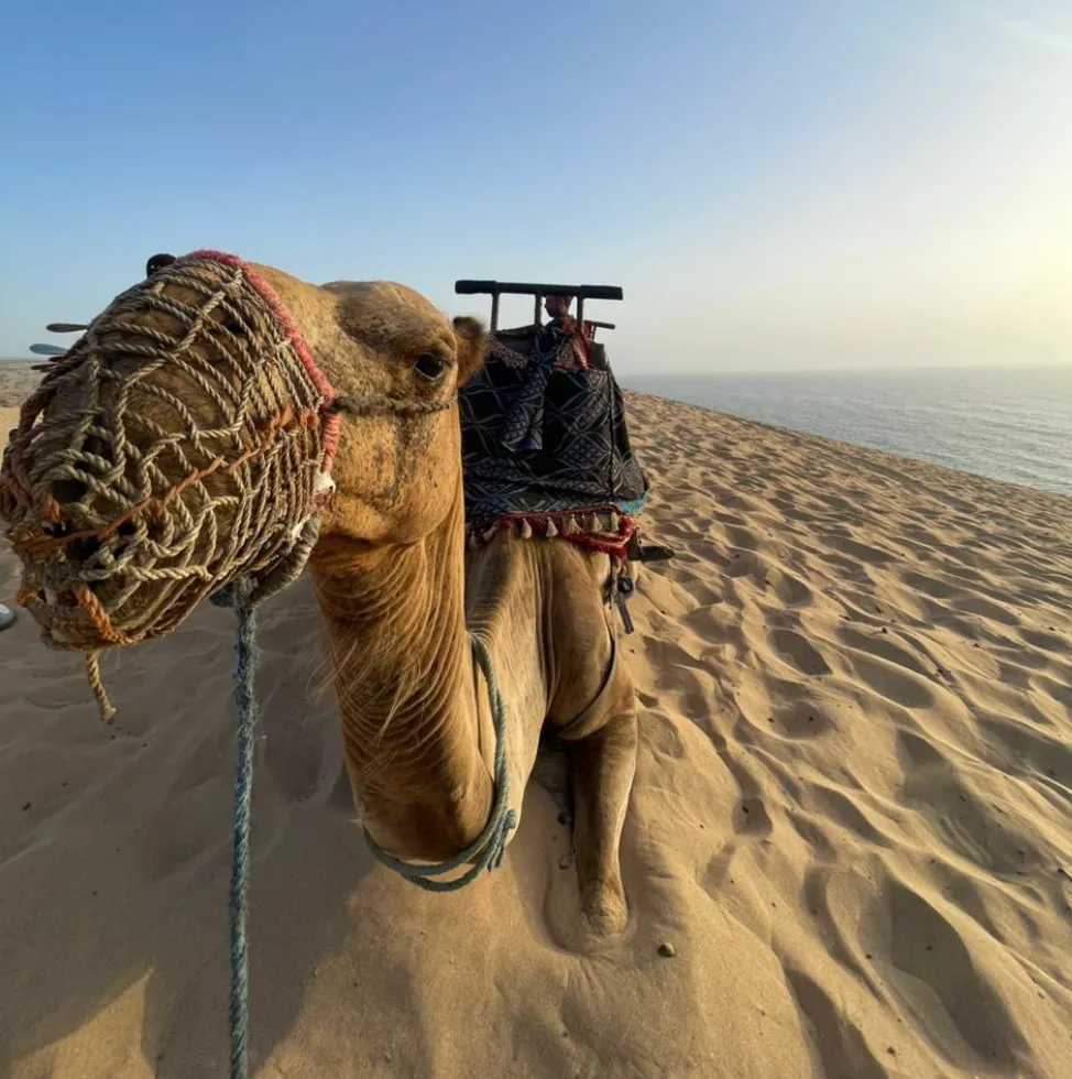Sandboarding in Timlalin canyon (Timlaline canyons) dunes near Agadir