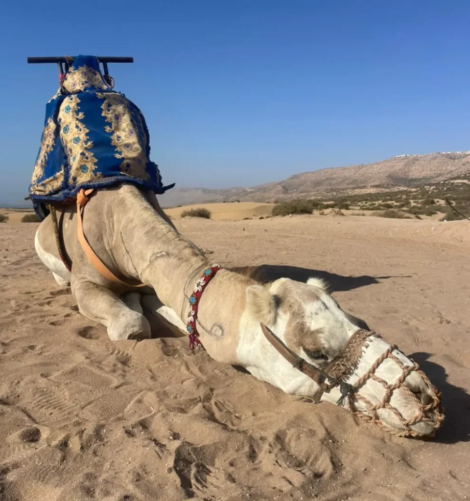 Sandboarding in Timlalin canyon (Timlaline canyons) dunes near Agadir